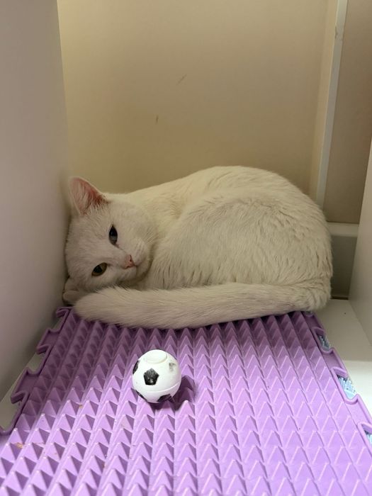 Отдам кота в добрые руки