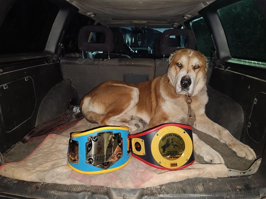 Күшіктер сатылады.