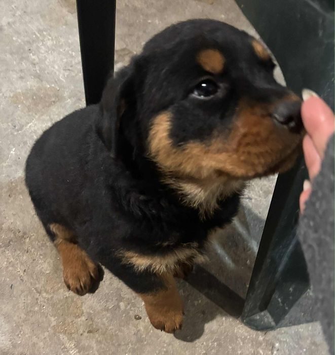 Продавам кученце на 50 дни