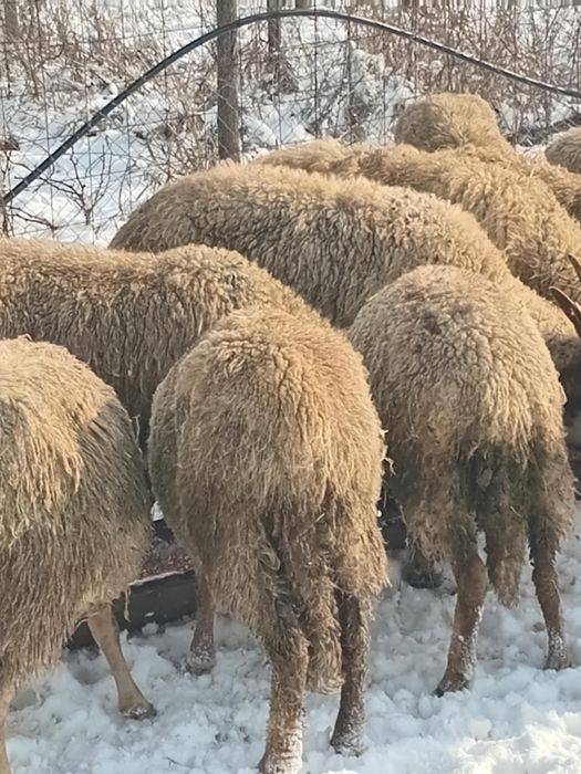 Vand 19 oi si 6 capre