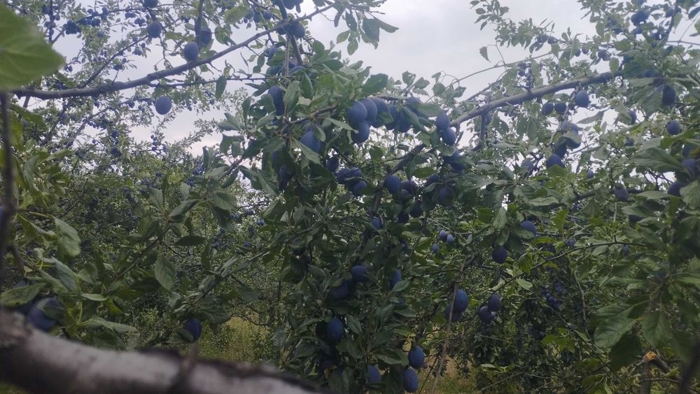 Продавам готови узрели