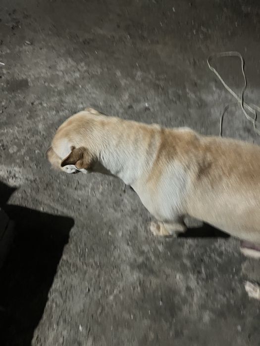 Шарпей собака девушка