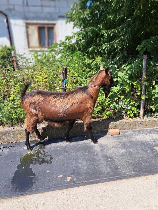 Vand Tap Alpin-Francez varsta 2.5 ani, sanatos si ingrijit