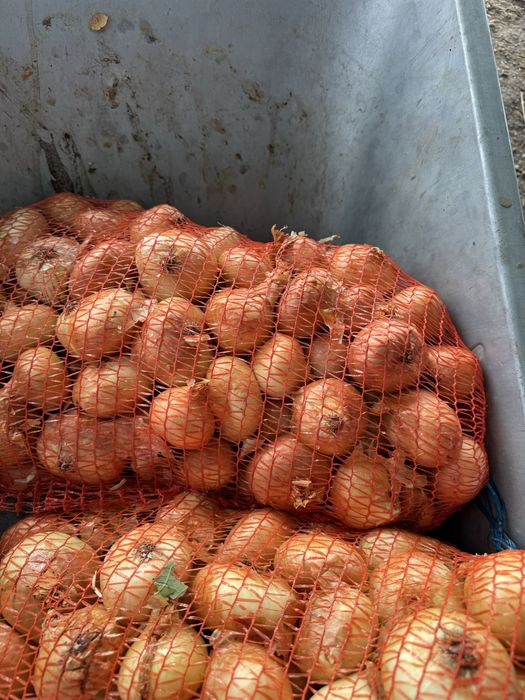 Ceapa Galbena Impecabila