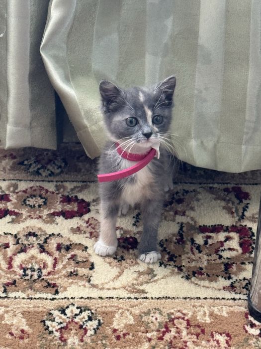 отдам котенка в добрые руки