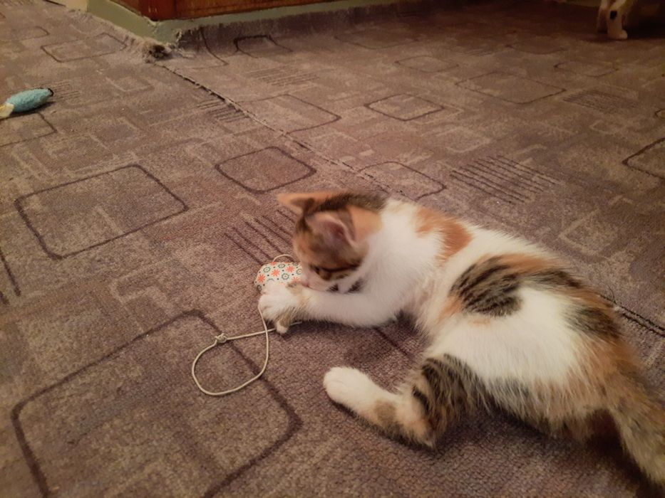 Pisici pentru adoptie