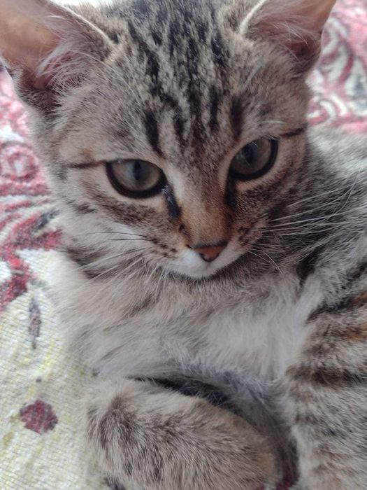 Отдам котят в добрые руки.