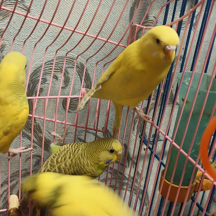 Продам волнистых попугаев