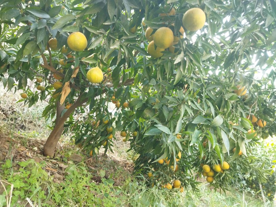 Апелсин мандарин Тимон кучатлари