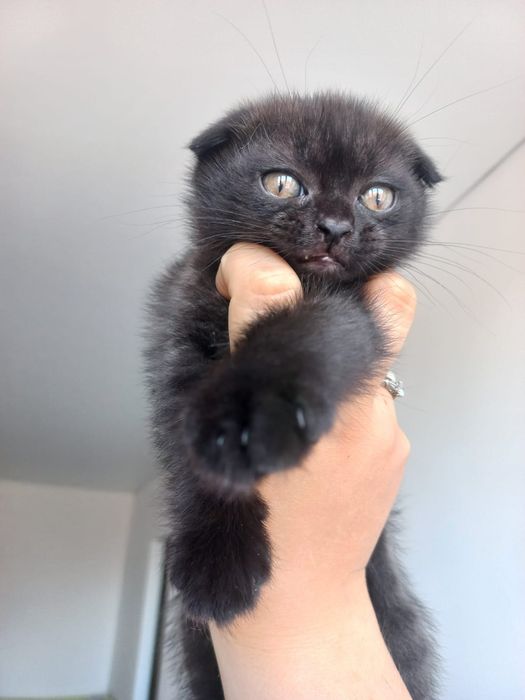 шотландские котята