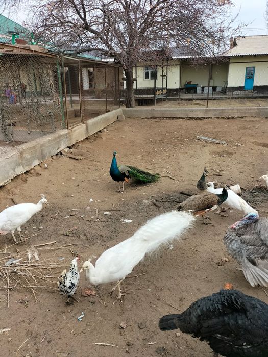 Үндік- павлин сатылады. Бағасы 25000теңгеден