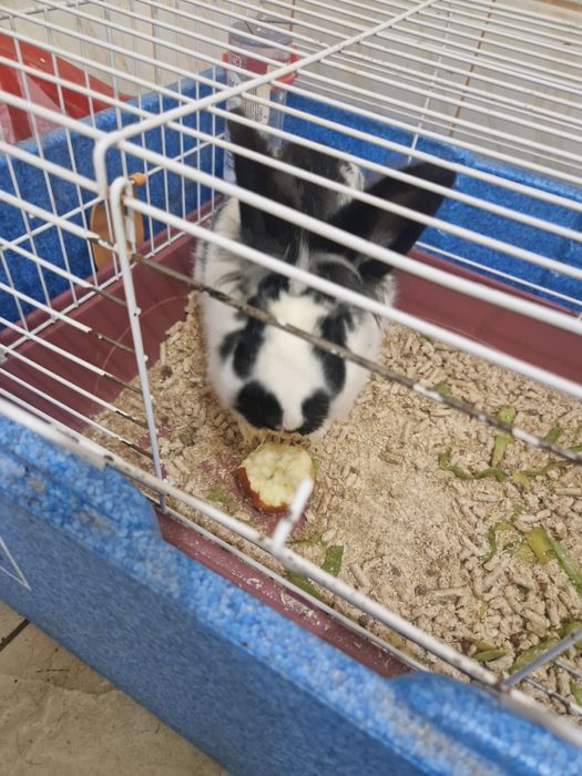 URGENT Vand Iepuras  cu cușcă.