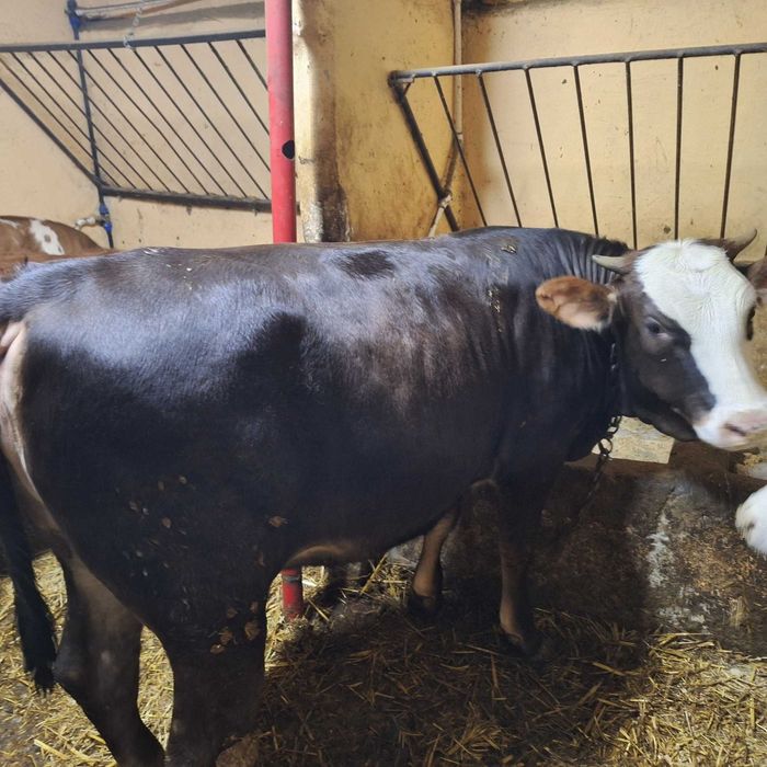 De vânzare viței de 300 kg