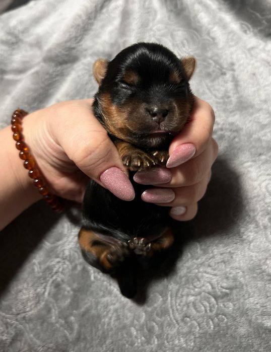 Шикарные щенки йоркширского терьера