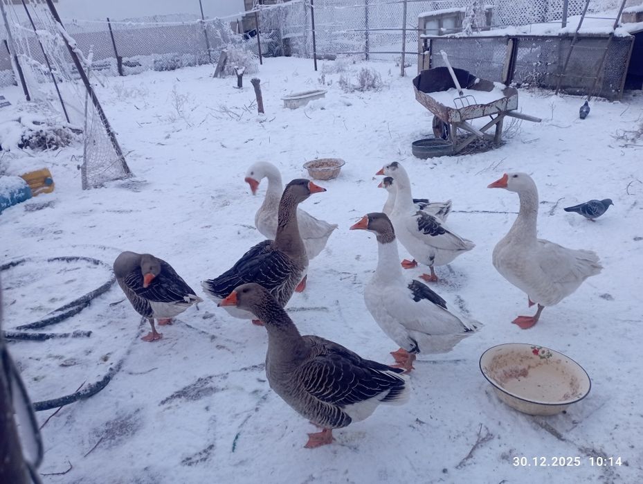 Продается гуси на новый год