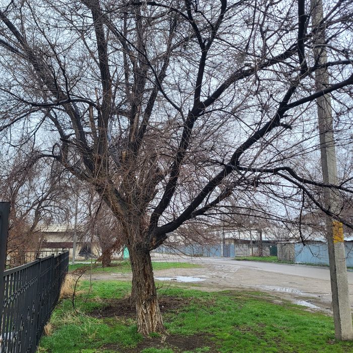 Дрова. Отын ағаштары