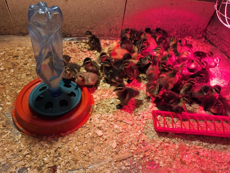 Boboci de rata colorata