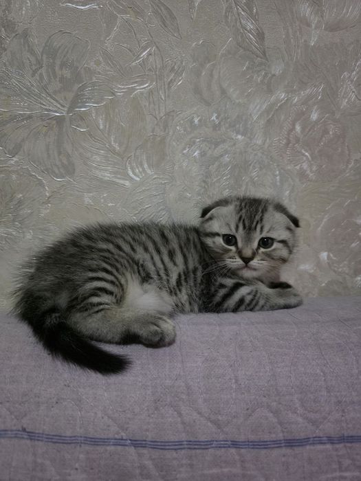 Продаётся породистый шотландский вислоухий котенок (скоттиш фолд)