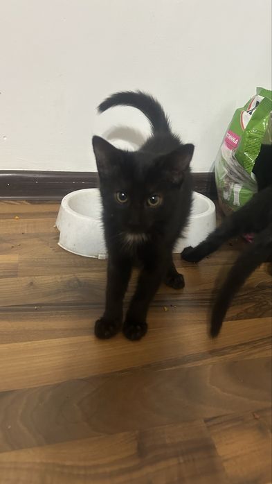 Котенок мальчик !