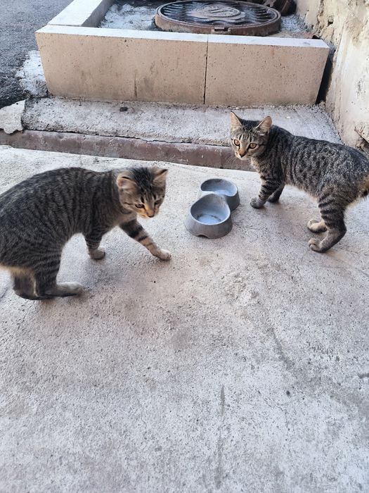 Отдам даром, котят.