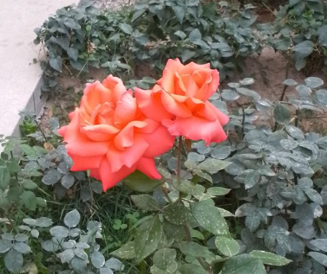 Огородная роза не прихотливая