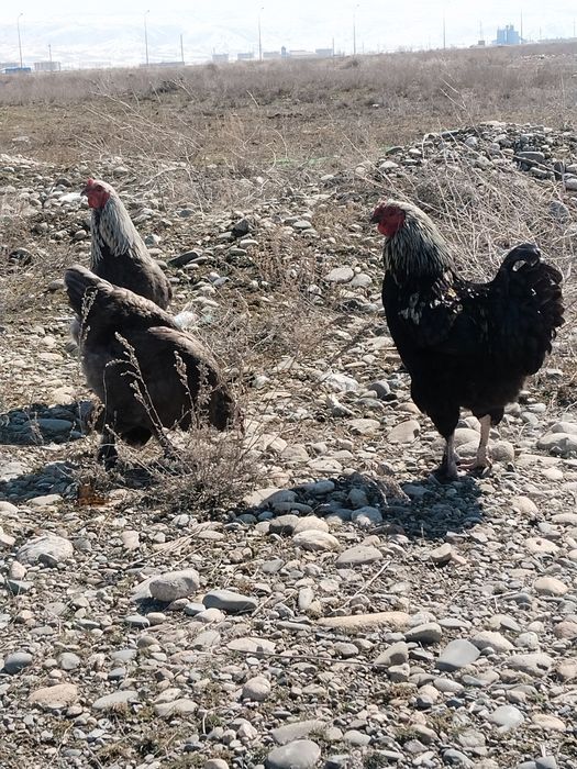 Әтеш петух продам