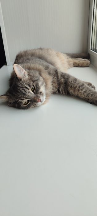 Кот в добрые руки