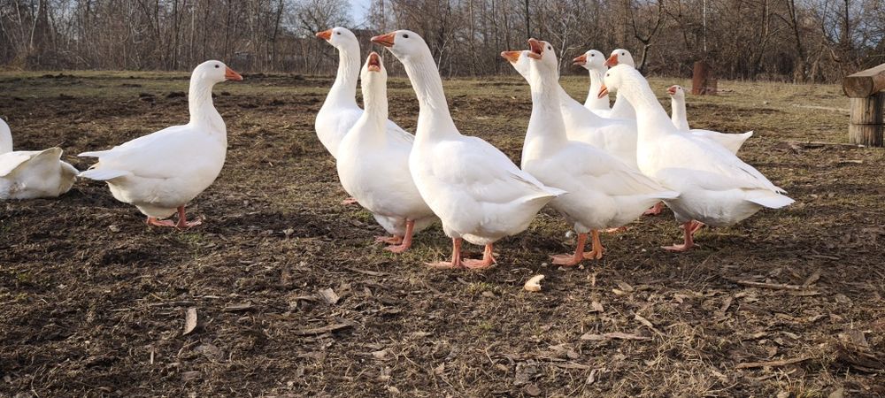 Vând gâște domestice