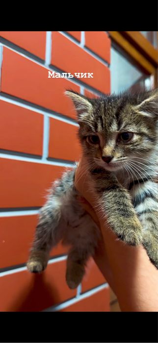 Отдам в добрые руки котят