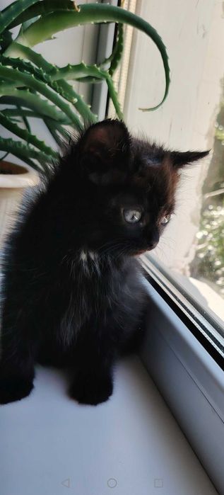 Котятки малышатки