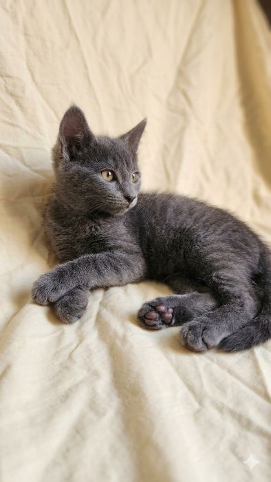 Котята в хорошие руки
