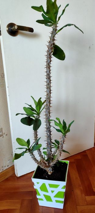 Домашнее растение