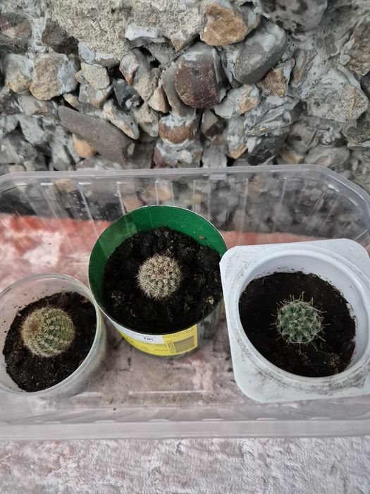 Кактусы мамиллярия