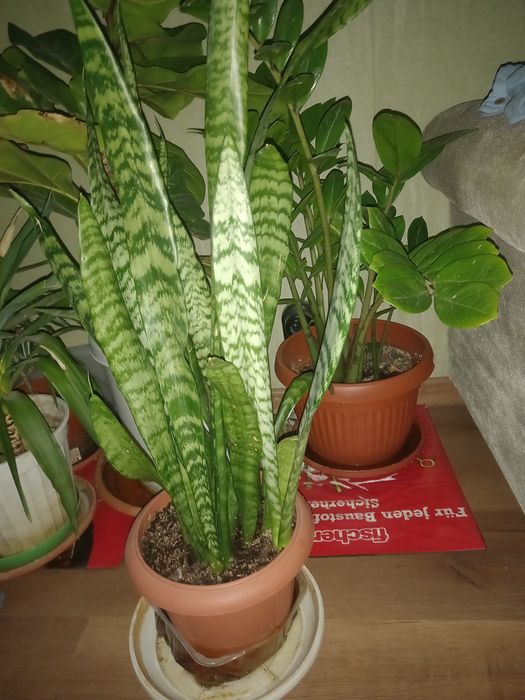 Многогодишен зелен храст. Euonymus japonicus, драцена, лирата,