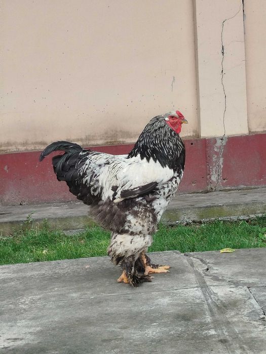 Tochkali Brama tovuq tuximiga zakaz olaman