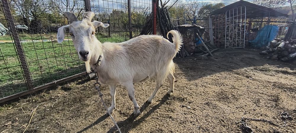 Patru căprițe și un țap de vânzare