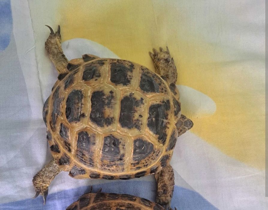 Tashabaqa 50 ming som