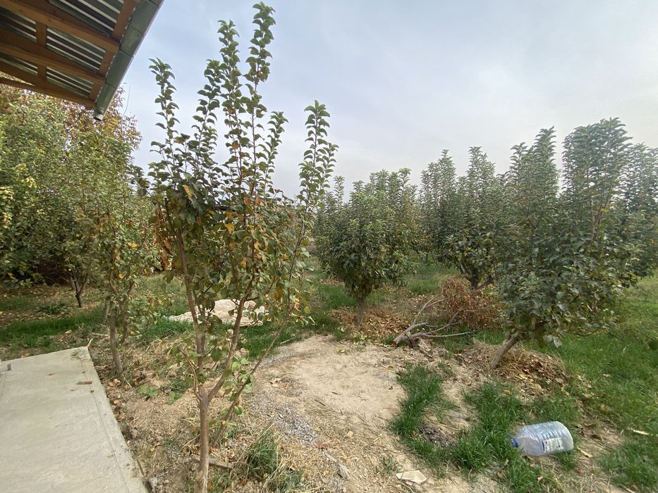 uy joy 8 sotik obwi 32 sotik Nazarbedigi Turkistonda joylashgan