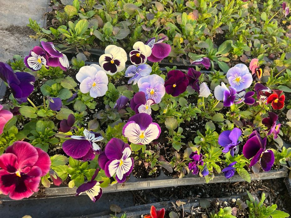 Теменужки /  Виоли промоционална цена 0.30€