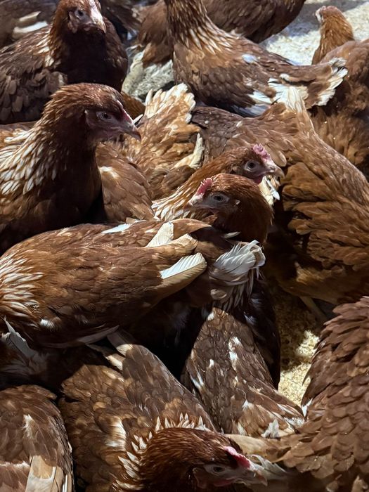 Продаются куры молодки