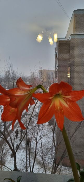 Продам гиппеаструм