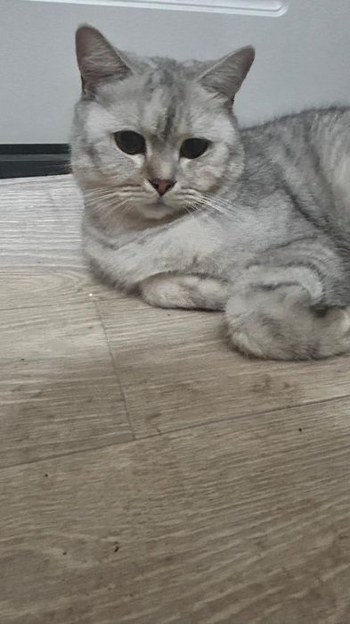 Одам в добрые руки