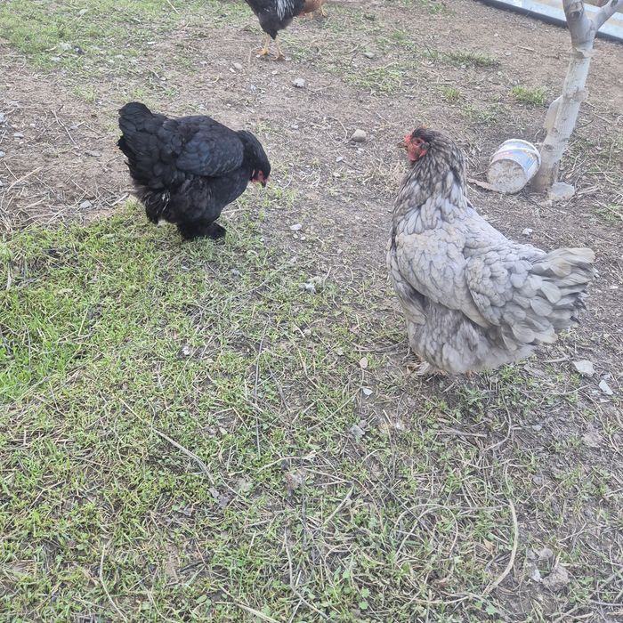 Тауық сатылады .