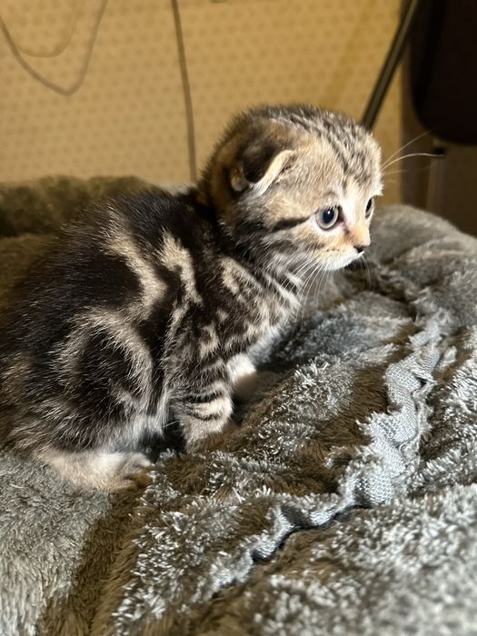 Продам вислоухих котят