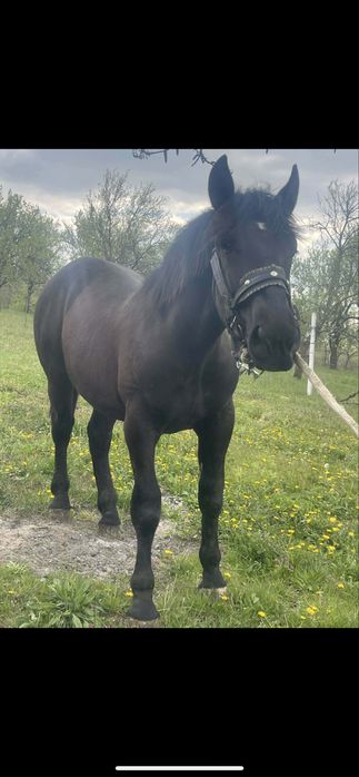 Cal de vânzare – 1 an