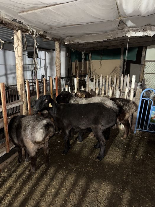 Кошкар токтылар койлар