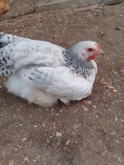 Puii Brahma , Moțată olandeză, și puii de găină de casă.