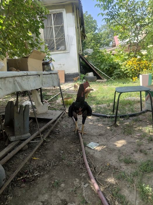 Продам курей цыплят