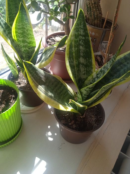 Комнатные и лечебные