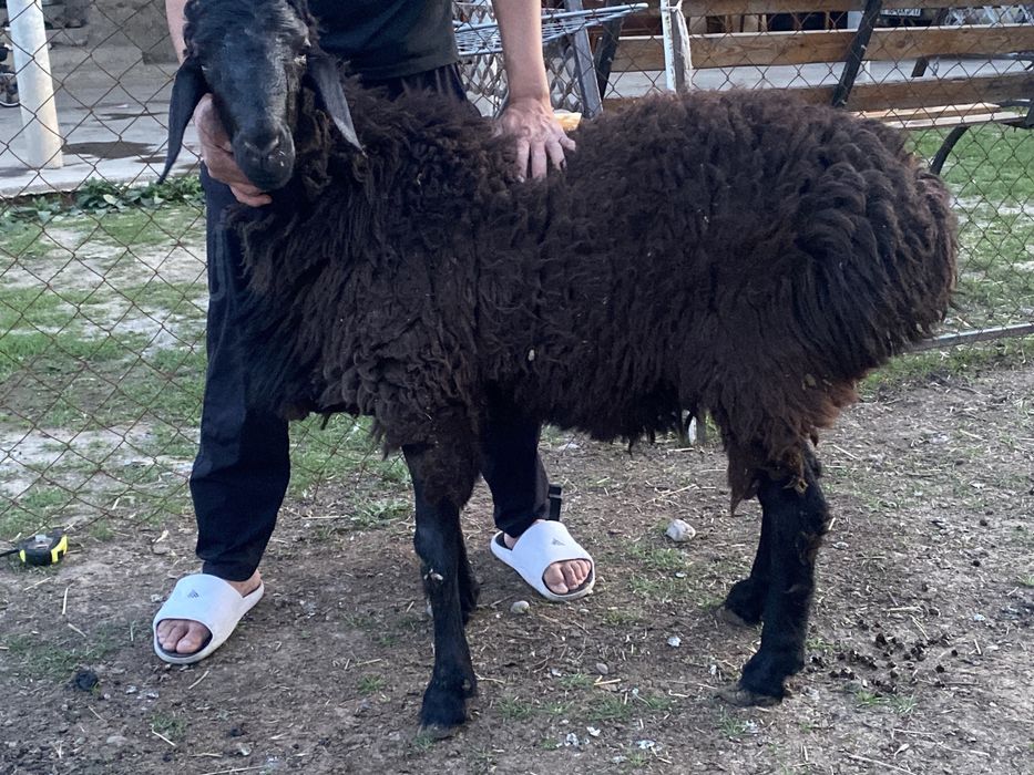 Пародистый қошқар ұрықтыққа